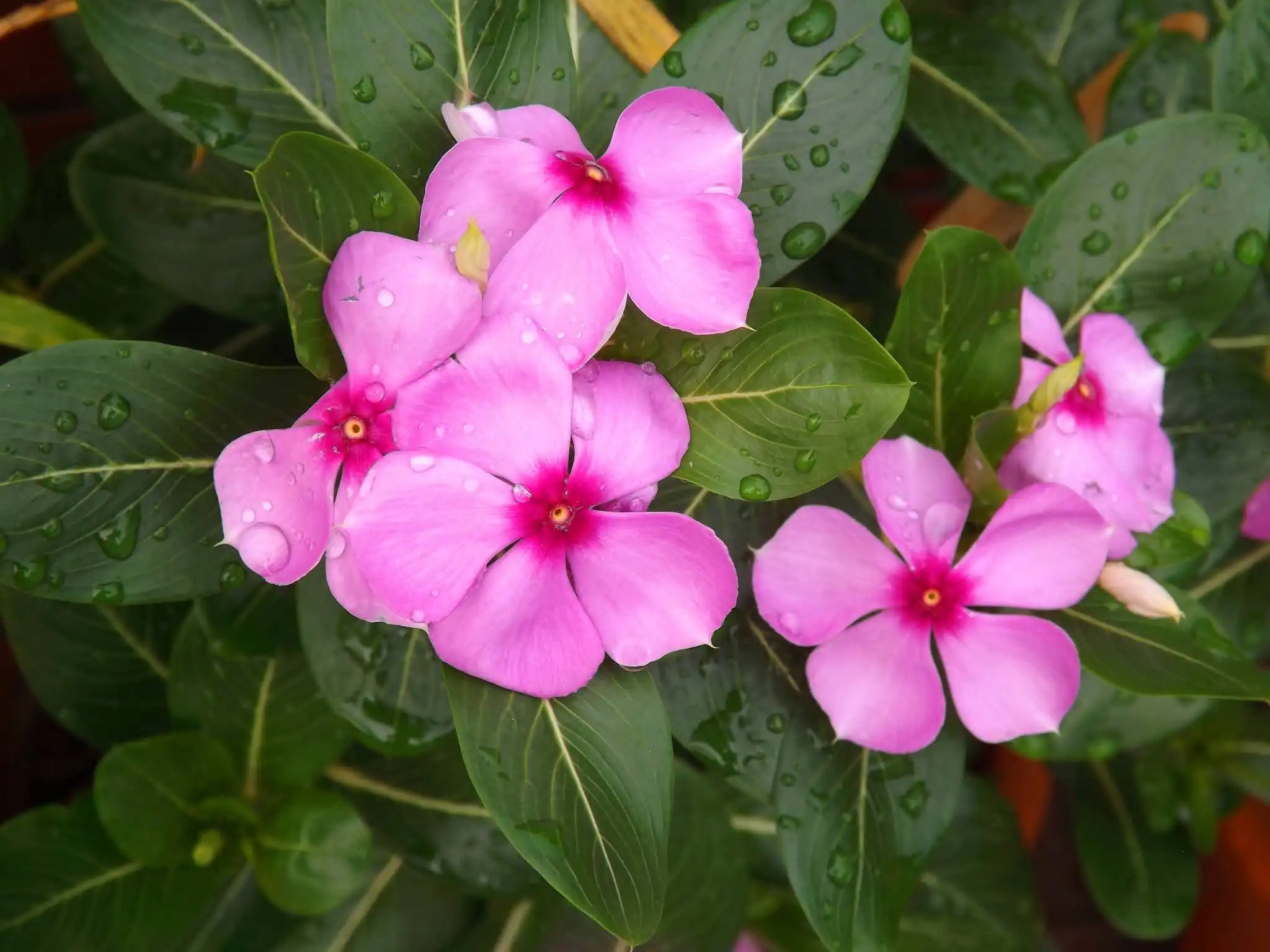 Catharanthus Roseus Extract in Medicine